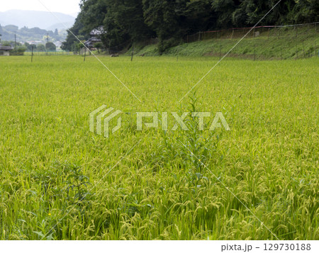 雑草が生えた水田の風景 129730188