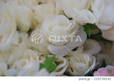 Beautiful White Rose in Bloom 129730242