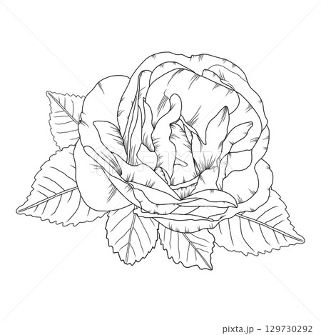 Vector illustration of a rose flower in outline style, elegant rose for coloring books, greeting cards, tattoo designs, wedding invitations, botanical projects, and romantic decor. 129730292
