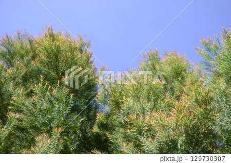 Melaleuca bracteata macro leaves small world	 129730307