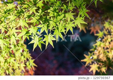 色づき始めたモミジ 129730367