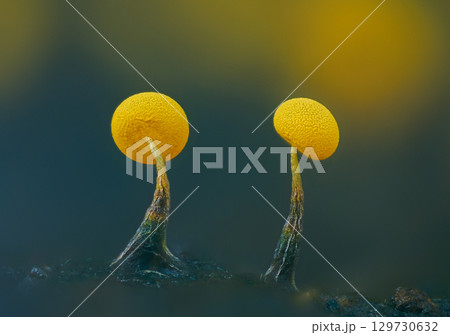 Slime molds. Slime mold - physarum viride. Yellow small protist organism Slime molds. Slime mold - physarum viride. Yellow small protist organism 129730632