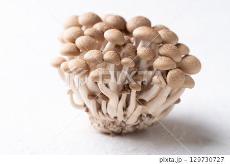 Fresh brown Shimeji mushroom on white background, Asian edible mushroom, Food ingredients Fresh brown Shimeji mushroom on white background, Asian edible mushroom, Food ingredients 129730727