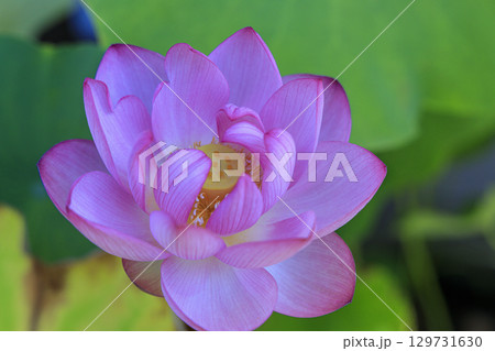 古代ハス 蓮 古代ハス 蓮 129731630