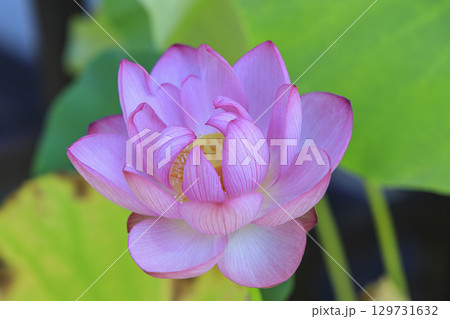 古代ハス 蓮 古代ハス 蓮 129731632