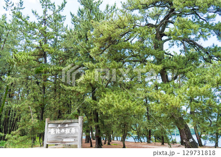 松原公園の松林イメージ|気比の松原|福井県敦賀市 松原公園の松林イメージ|気比の松原|福井県敦賀市 129731818