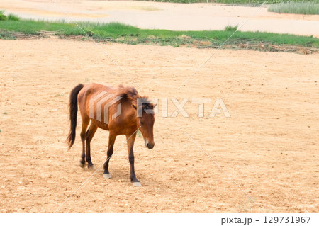 2026年の干支　ウマ 129731967