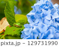 紫陽花の花とカエル 129731990