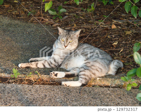 猫のいる風景 129732317