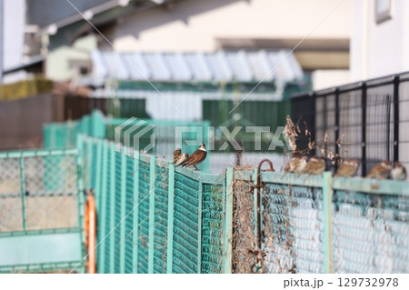柵にとまっているスズメ 柵にとまっているスズメ 129732978