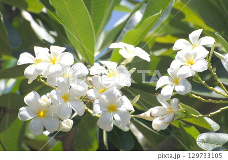 Beautiful white plumeria flowers blooming in tropical garden Beautiful white plumeria flowers blooming in tropical garden 129733105