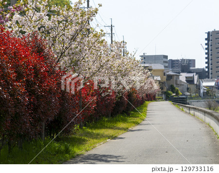 川沿いに咲く満開の桜並木 129733116