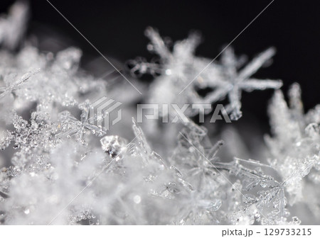 Macro snowflakes showing intricate winter details on dark background Macro snowflakes showing intricate winter details on dark background 129733215