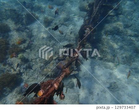 インドネシア　ギリアイル島の魚 129733407