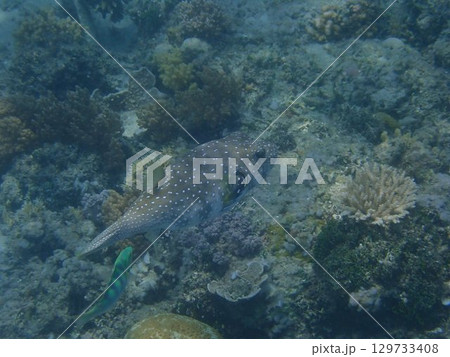 インドネシア　ギリアイル島の魚 129733408