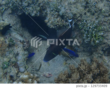 インドネシア ギリアイル島の魚 インドネシア ギリアイル島の魚 129733409