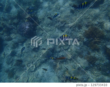 インドネシア　ギリアイル島の魚 129733410