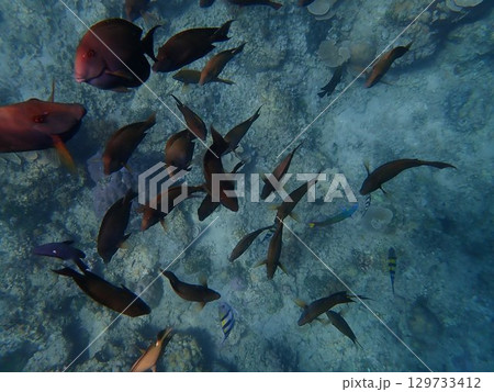 インドネシア　ギリアイル島の魚 129733412