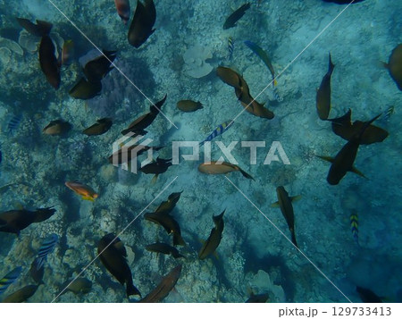 インドネシア　ギリアイル島の魚 129733413
