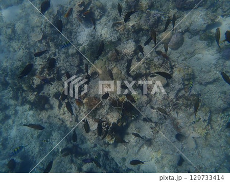 インドネシア　ギリアイル島の魚 129733414