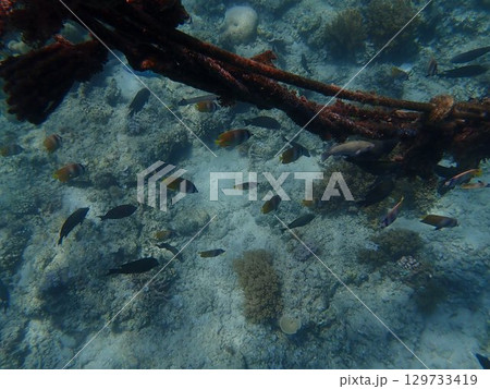 インドネシア　ギリアイル島の魚 129733419