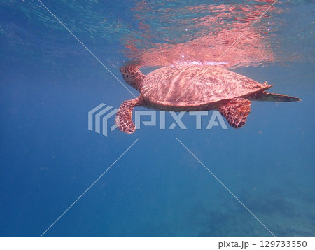 インドネシア ギリアイル島の海亀 インドネシア ギリアイル島の海亀 129733550