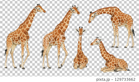 Giraffe  129733662