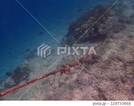 インドネシア　ギリアイル島の魚 129733668