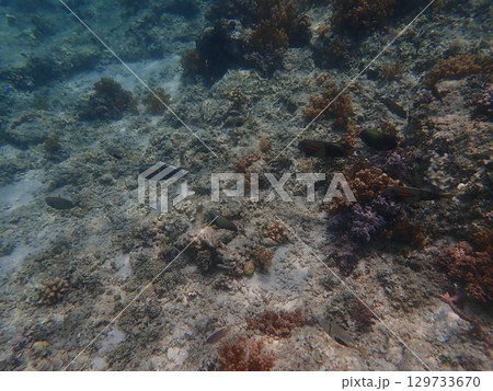 インドネシア　ギリアイル島の魚 129733670