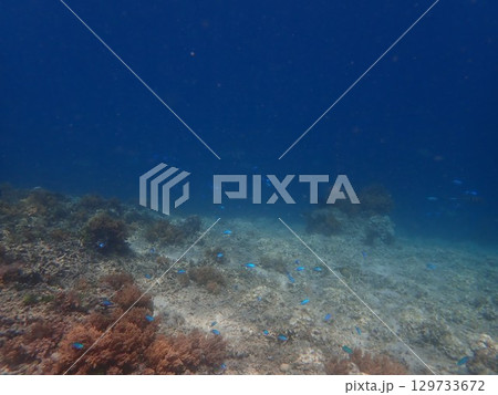 インドネシア ギリアイル島の魚 インドネシア ギリアイル島の魚 129733672