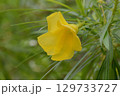 キバナキョウチクトウ 129733727
