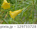 キバナキョウチクトウ 129733728