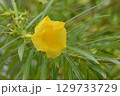 キバナキョウチクトウ 129733729