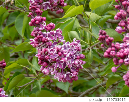 Purple-red lilac cluster on garden branch. Syringa vulgaris Purple-red lilac cluster on garden branch. Syringa vulgaris 129733915