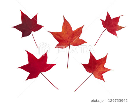 Red autumn leaves of liquidambar isolated on white 129733942