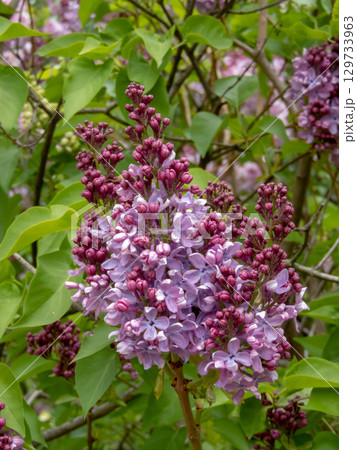 Lilac flowers cluster close-up in the spring garden 129733963
