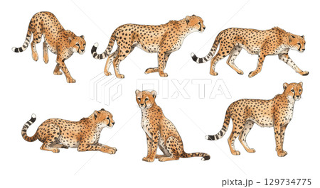 チーターのイラスト素材 [129734775] - PIXTA