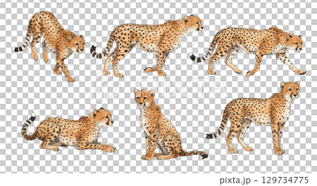 獵豹  獵豹 129734775