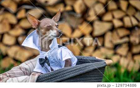 Funny dog with smug face in elegant white shirt and bow tie, arrogant stylish puppy sitting in basket, humorous animal emotion concept 129734886