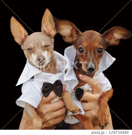 Two cute dogs in formal shirts and bow ties isolated on black background, adorable puppy couple ready for wedding party, studio portrait 129734889