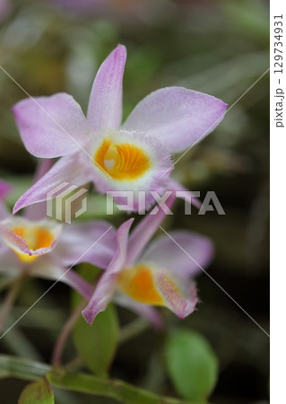 デンドロビウム・ロディゲシィの花 デンドロビウム・ロディゲシィの花 129734931