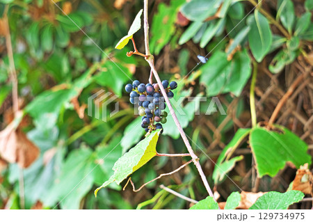 紺色に変わってきたエビヅルの実(夏、八月) 紺色に変わってきたエビヅルの実(夏、八月) 129734975