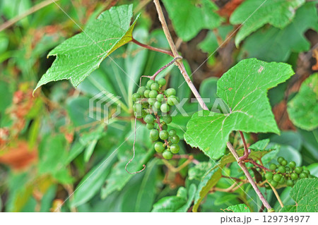 緑色のエビヅルの実（夏、八月） 129734977