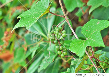 緑色のエビヅルの実（夏、八月） 129734978