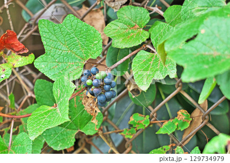 紺色に変わってきたエビヅルの実（夏、八月） 129734979