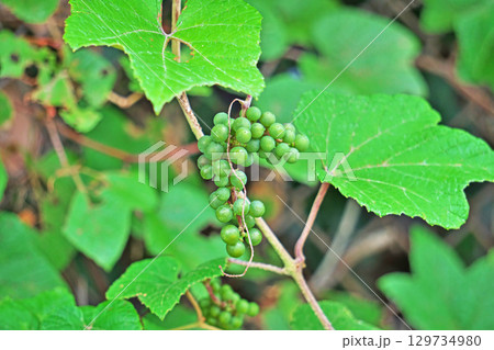 緑色のエビヅルの実（夏、八月） 129734980