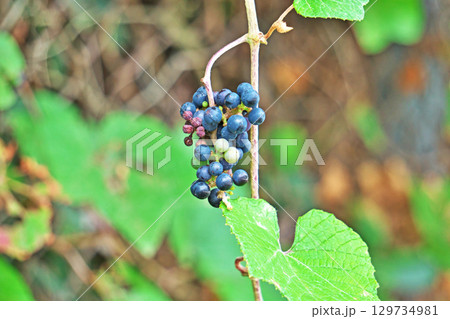 紺色に変わってきたエビヅルの実（夏、八月） 129734981