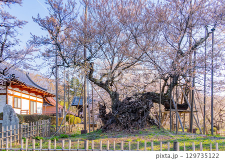 【山梨県】山高神代桜　満開 129735122