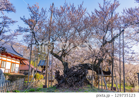 【山梨県】山高神代桜　満開 129735123
