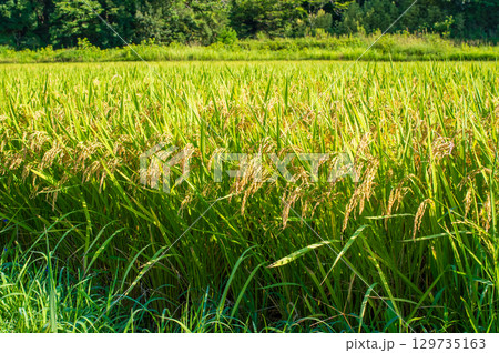 『秋の実り』収穫前の稲穂 129735163